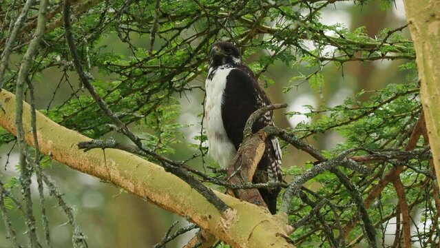 Augur Buzzard - Buteo augur African bird of prey, blackish back, whitish underside and orange-red tail, central and southern Africa from Ethiopia to Angola, resident and non-migratory bird on tree.
