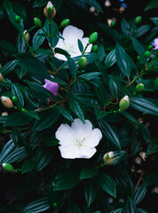 white flowers