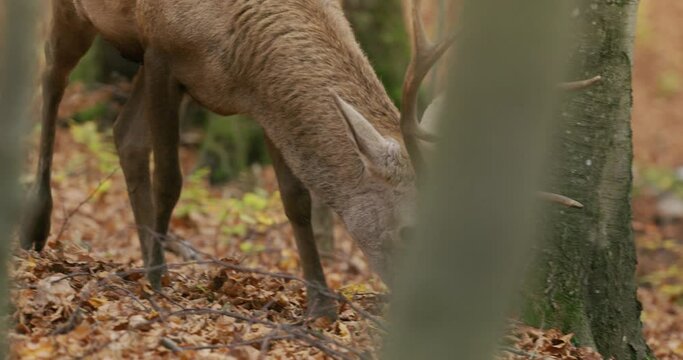 Red deer (Cervus elaphus) looking for food in the autumn forest