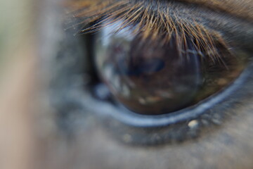 macro aproximación de ojo de caballo y niña reflejada