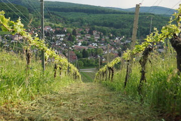 Reben im Weinberg