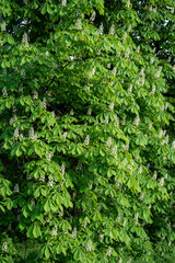 zbliżenie na młode zielone liście oraz białe kwitnące kwiaty kasztanowca, kasztan, kasztanowiec