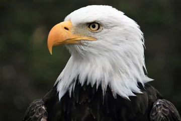 Fototapeten bald eagle portrait © Bob Herkes