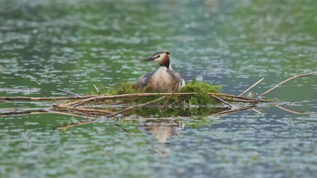 Great Crested Grebe - Podiceps cristatus member of the grebe family of water birds noted for its elaborate mating display, bird during nesting, sitting on the nest in water on the lake.