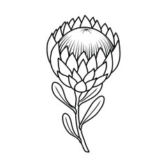 protea flower in doodle style, contour illustration of a bud, linart botanical