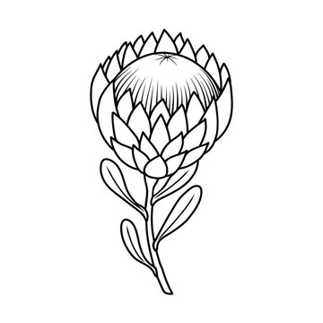protea flower in doodle style, contour illustration of a bud, linart botanical