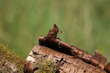 A rotting log with peeling bark.