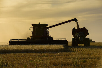 Harvester machine, harvesting in the Argentine countryside, Buenos Aires province, Argentina.