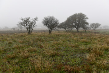 Lonely tree in thick fog at dawn, in Pampas Landscape, La Pampa Province, Patagonia, Argentina.