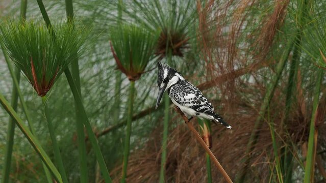 Pied Kingfisher - Ceryle rudis species of water black and white kingfisher widely distributed across Africa and Asia. Hunting fish. Sitting and waiting above the lake, attacking the fish.