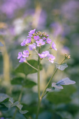 cuckoo flower or cardamine pratensis purple wildflower