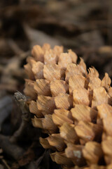 Brown pine cone on an evergreen branch. Close-up of a bump. The beauty of the forest. macro photography