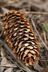 Brown pine cone on an evergreen branch. Close-up of a bump. The beauty of the forest. macro photography