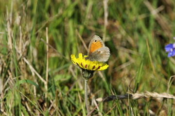 Fototapeta premium A Small Heath butterfly on a Cat's ear flower