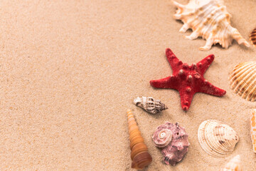 starfish and beautiful shells on the sand, background for travel advertising, lettering, text, banner