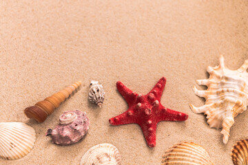 starfish and beautiful shells on the sand, background for travel advertising, lettering, text,...