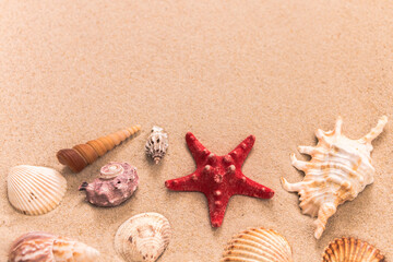 Fototapeta na wymiar starfish and beautiful shells on the sand, background for travel advertising, lettering, text, banner