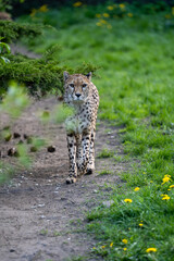 zbliżenie, spacerujący Gepard na wybiegu w zoo, w tle trawa i kwitnące żółte kwiaty mlecza,...