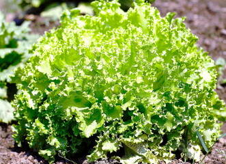 Lettuce. Organic tropical lettuce on field on a sunny day.  