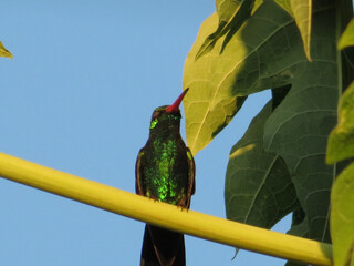 Colibrí observando el cielo  © GABRIELA