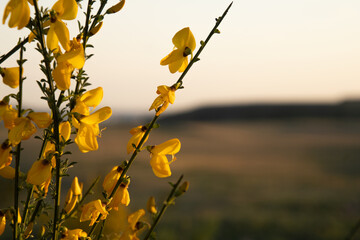 yellow flowers with the field and a hill in the background

