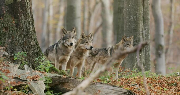 Gray wolves (Canis Lupus) in the autumn forest