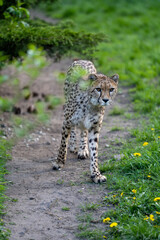 zbliżenie, spacerujący Gepard na wybiegu w zoo, w tle trawa i kwitnące żółte kwiaty mlecza, mlecz