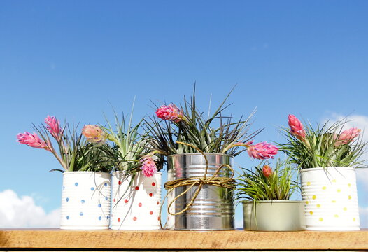 Recycled cans. Five lined recycled cans with many blooming bromeliad plants (Tillandsia Stricta) over wood board on blue sky.  