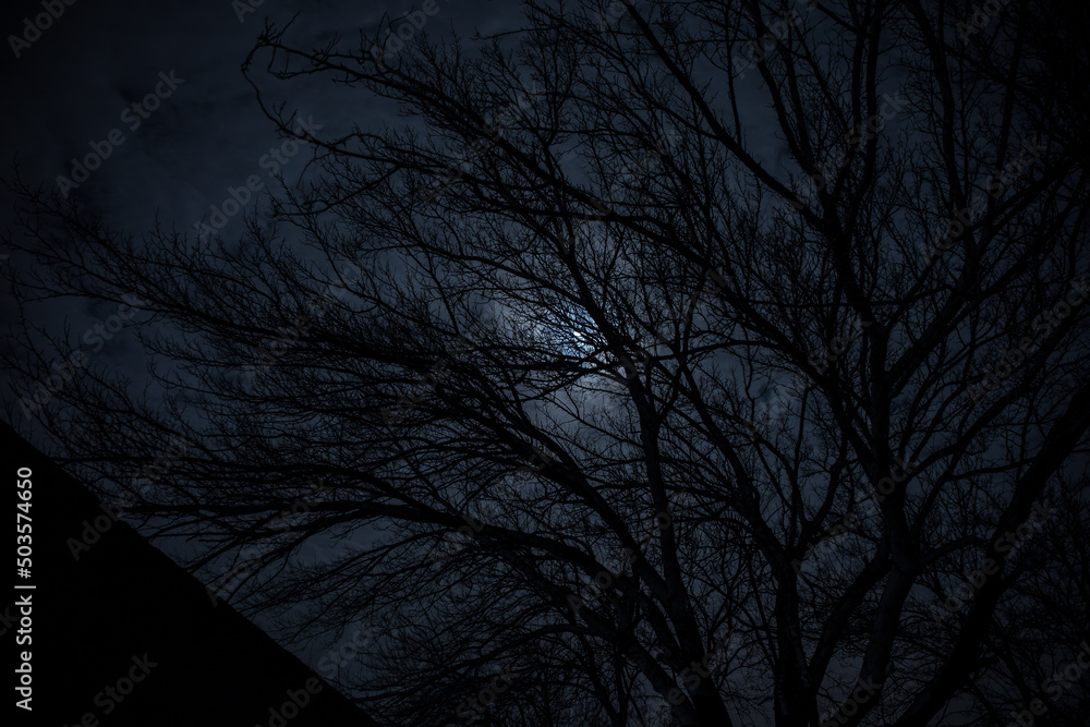 Canvas Prints the full moon in cloudy sky seen through branches of trees at night
