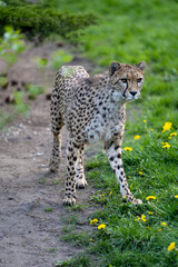 zbliżenie, spacerujący Gepard na wybiegu w zoo, w tle trawa i kwitnące żółte kwiaty mlecza, mlecz - obrazy, fototapety, plakaty