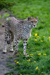 zbliżenie, spacerujący Gepard na wybiegu w zoo, w tle trawa i kwitnące żółte kwiaty mlecza, mlecz