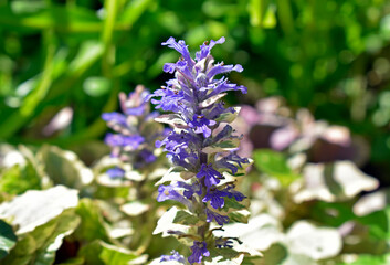 Blue bugle, bugleherb or bugleweed flowers (Ajuga reptans)