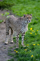 zbliżenie, spacerujący Gepard na wybiegu w zoo, w tle trawa i kwitnące żółte kwiaty mlecza, mlecz