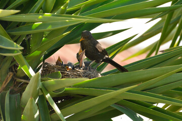 Mirlo dando de comer a sus polluelos en el nido