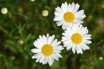 Swamp chrysanthemum flowers. Asteraceae  plants. The flowering season is long and you can enjoy the flowers from winter to early summer.