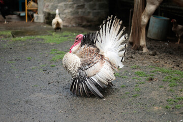 TURKEY