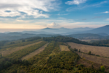 Avocado farm in Michoacan
