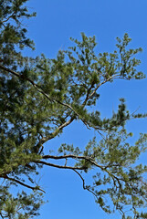 Casuarina tree banches (Casuarina equisetifolia)