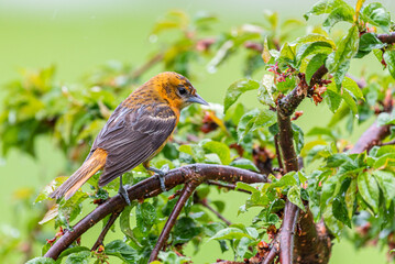 Baltimore Oriole bird perched in weeping cherry tree in spring
