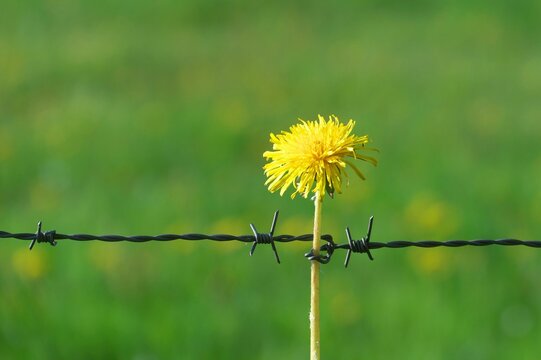 Sag mir, wo die Blumen sind 1