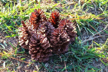 The beauty of the Pine Cone that just fell from the Pinheiro.	