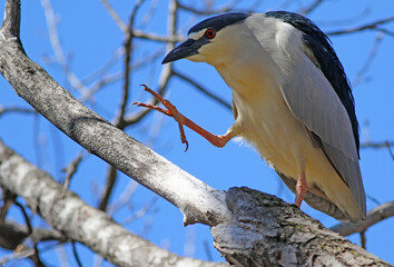 Bihoreau gris sur une branche
