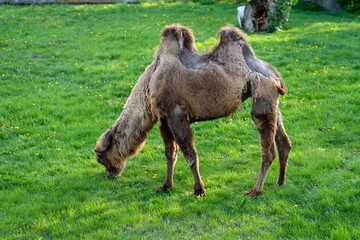 wielbłąd dwugarbny na wybiegu na zielonej trawie w zoo