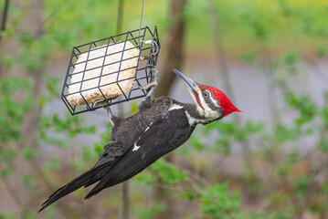 Pileated woodpecker hanging upside down from suet feeder near woods in spring