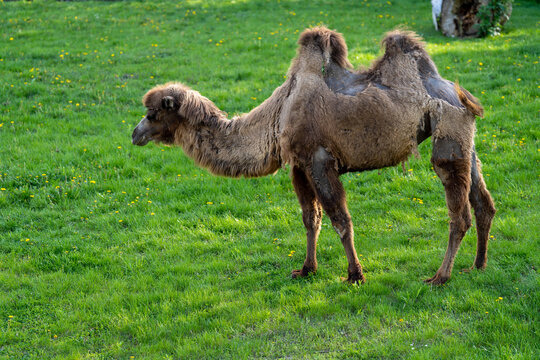 wielbłąd dwugarbny na wybiegu na zielonej trawie w zoo