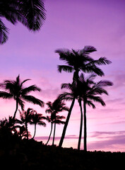 Tropical Palm Trees Sunrise at Kona, Hawaii with Purple Sky