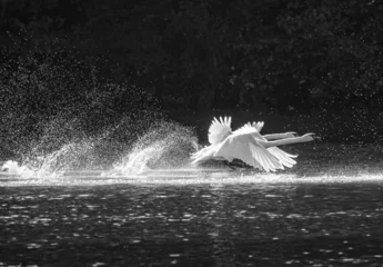 Gordijnen Greyscale of two swans with open wings swimming on a lake © Gaber Kosir/Wirestock Creators
