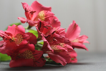 Pink flower alstroemeria