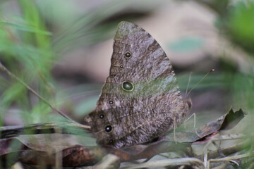 Beautiful macro shot of the Melanitis Leda butterfly on a blurred background