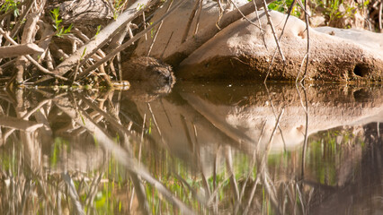 A muskrat has tucked itself into a small space between a boulder and a cluster of willow trunks that grow at the water's edge. Morning sun lights the scene and all is reflected in the still water.